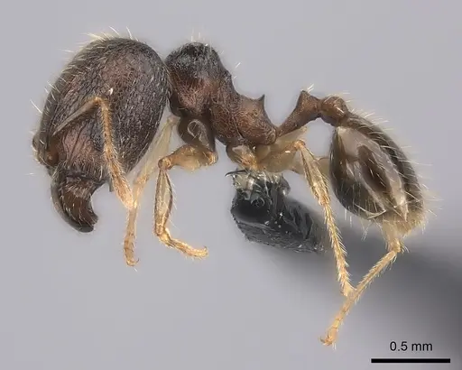Pheidole sofia - CASENT0235078