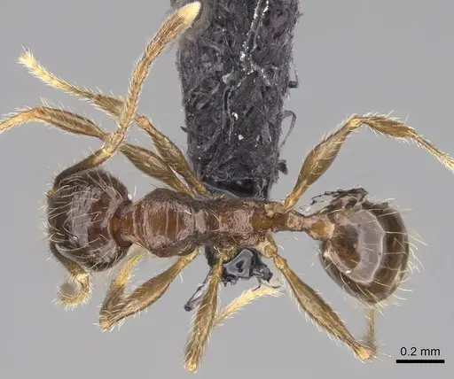 Pheidole sofia - CASENT0235100