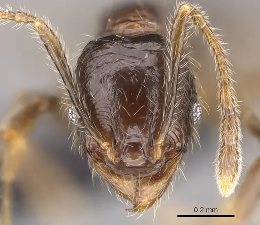 Pheidole sofia - CASENT0235100