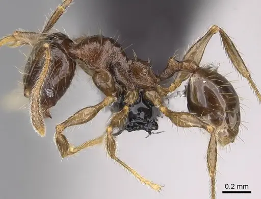 Pheidole sofia - CASENT0235100