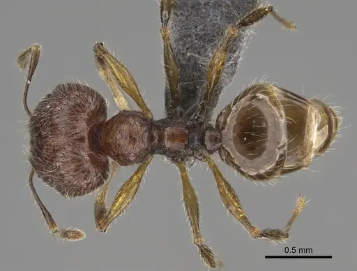Pheidole sofia - CASENT0705626