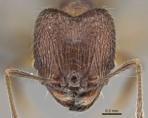 Pheidole sofia - CASENT0705626