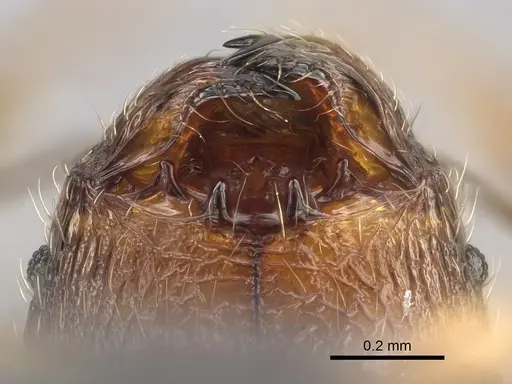 Pheidole sofia - CASENT0705626