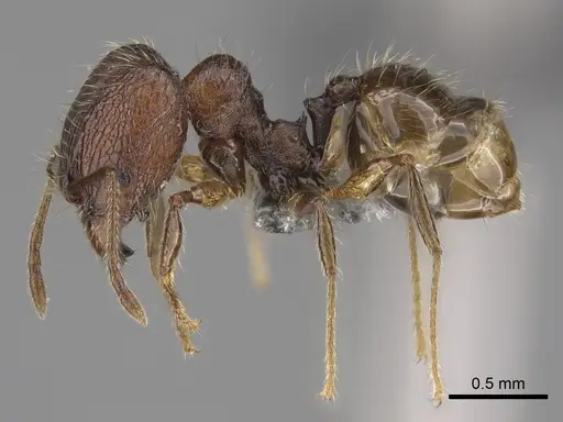 Pheidole sofia - CASENT0705626