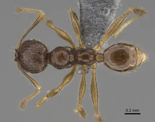 Pheidole sofia - CASENT0923280