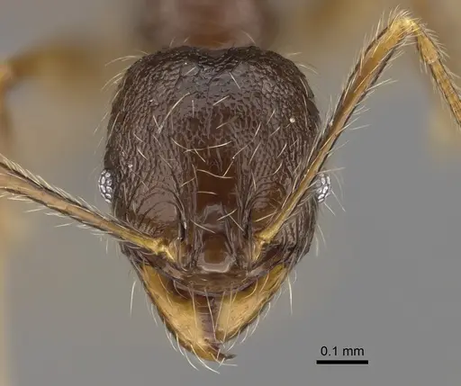 Pheidole sofia - CASENT0923280