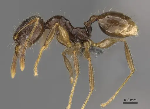 Pheidole sofia - CASENT0923280