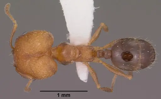 Pheidole soritis specimen