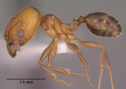 Pheidole soritis specimen