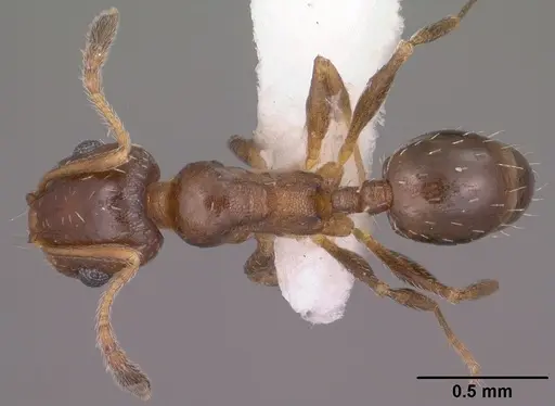 Pheidole soritis - CASENT0104448