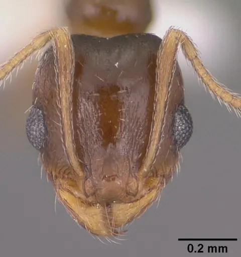 Pheidole soritis - CASENT0104448