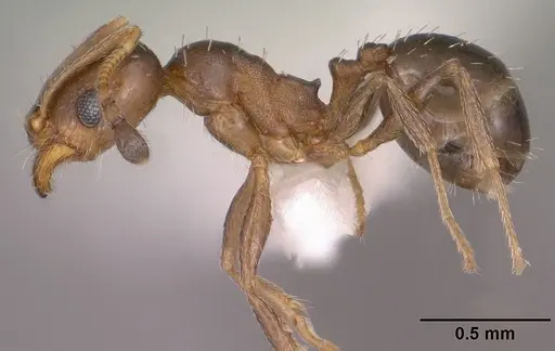 Pheidole soritis - CASENT0104448