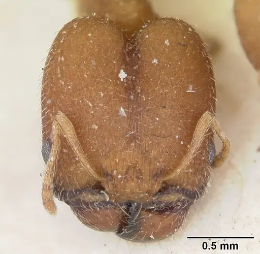 Pheidole soritis - CASENT0172980