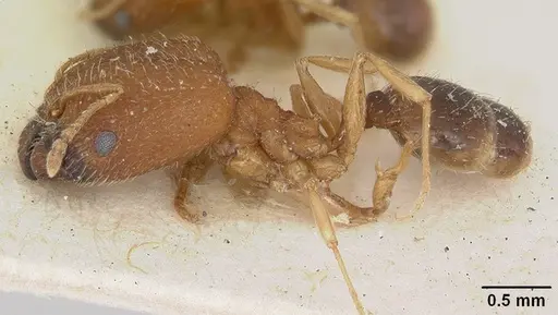 Pheidole soritis - CASENT0172980