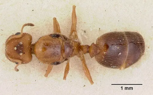 Pheidole soritis - CASENT0172981
