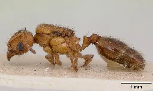 Pheidole soritis - CASENT0172981