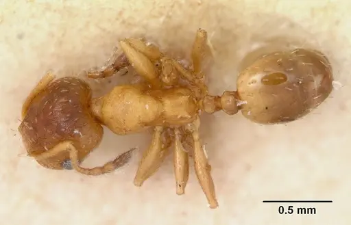 Pheidole soritis - CASENT0172982