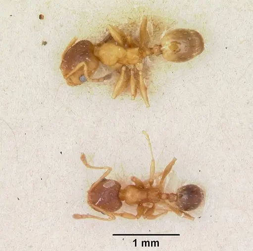 Pheidole soritis - CASENT0172982