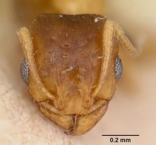 Pheidole soritis - CASENT0172982