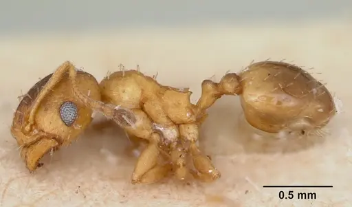 Pheidole soritis - CASENT0172982