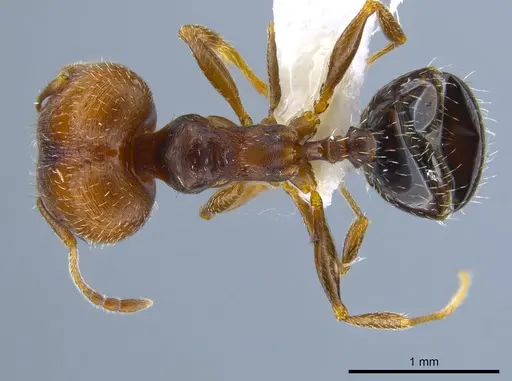 Pheidole soritis - CASENT0635652