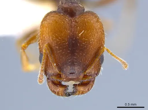 Pheidole soritis - CASENT0635652