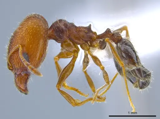 Pheidole soritis - CASENT0635652