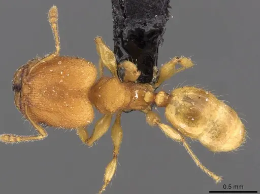 Pheidole sospes specimen