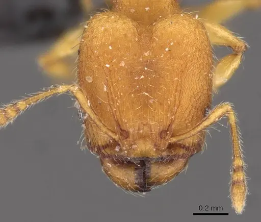 Pheidole sospes specimen