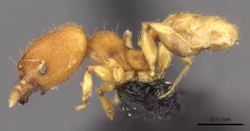 Pheidole sospes specimen