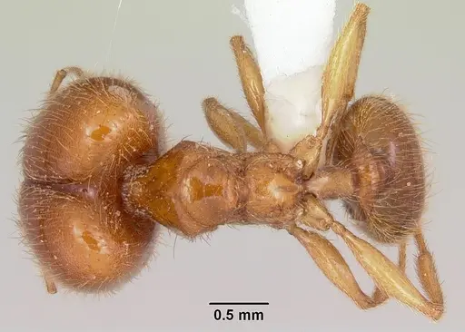 Pheidole spadonia specimen