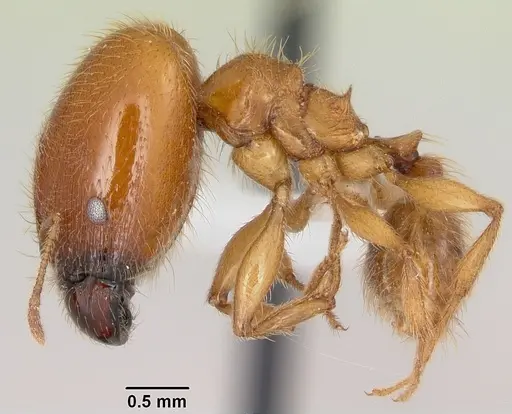 Pheidole spadonia specimen