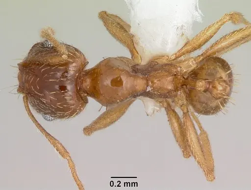 Pheidole spadonia - CASENT0104753