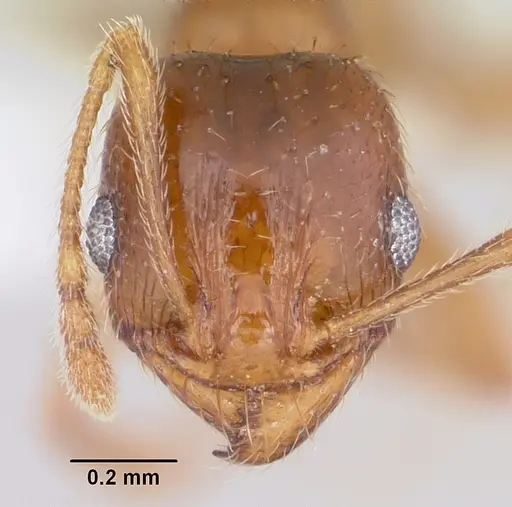 Pheidole spadonia - CASENT0104753