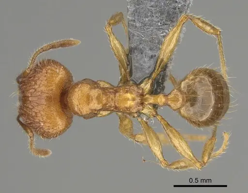 Pheidole sparsa specimen