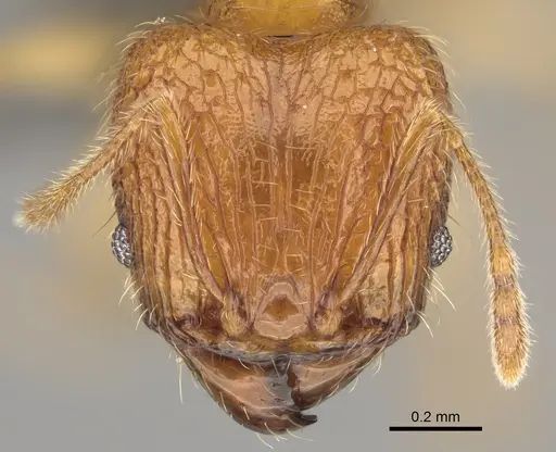 Pheidole sparsa specimen
