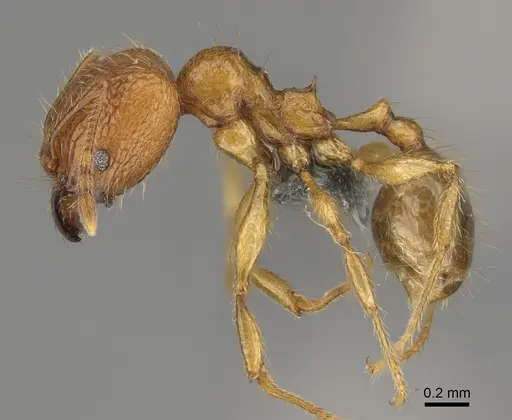 Pheidole sparsa - CASENT0705586