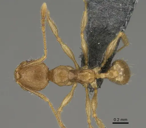 Pheidole sparsa - CASENT0923289