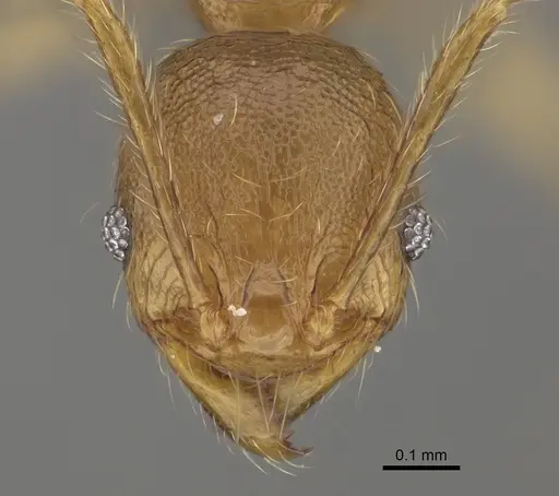 Pheidole sparsa - CASENT0923289