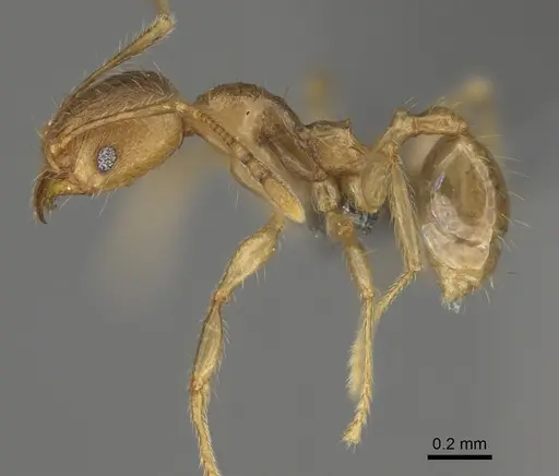Pheidole sparsa - CASENT0923289