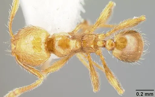 Pheidole sparsisculpta specimen