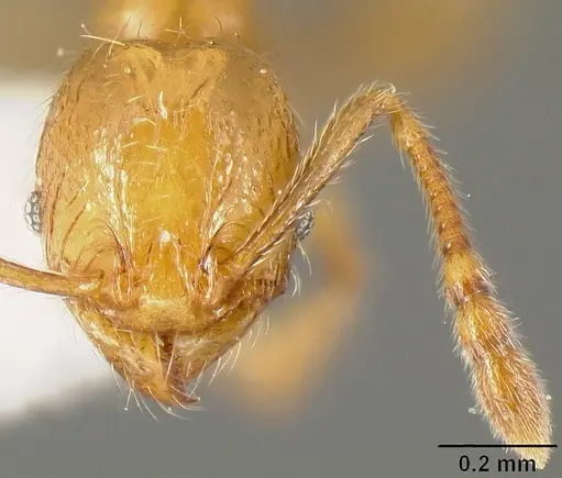 Pheidole sparsisculpta specimen