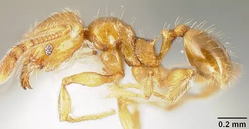 Pheidole sparsisculpta specimen