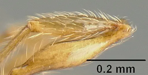 Pheidole sparsisculpta - INB0003214413