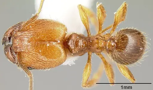 Pheidole sparsisculpta - INB0003214434