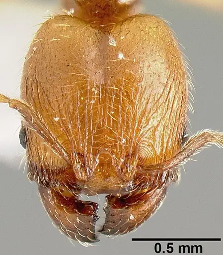 Pheidole sparsisculpta - INB0003214434