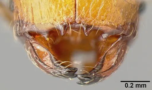 Pheidole sparsisculpta - INB0003214434