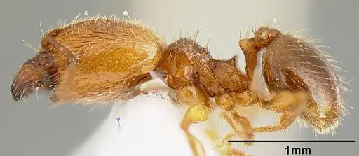 Pheidole sparsisculpta - INB0003214434