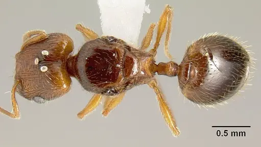 Pheidole sparsisculpta - JTLC000014132