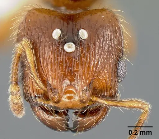Pheidole sparsisculpta - JTLC000014132